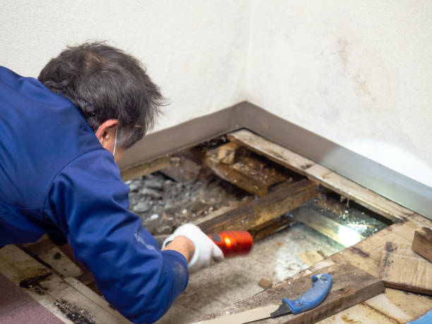 Best DIY Mold Remediation Support Services in Johns Creek, GA