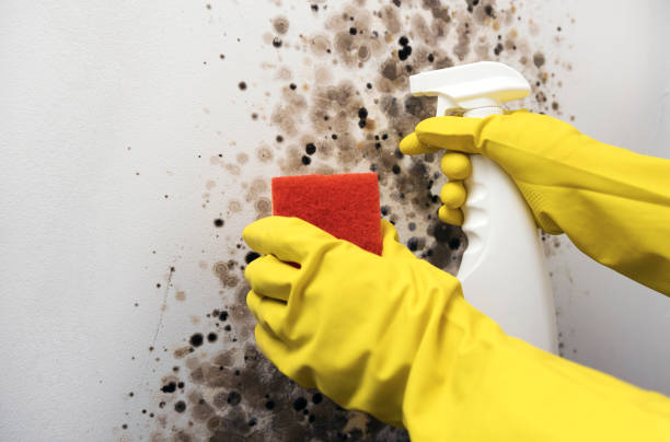 Best Residential Mold Remediation in Johns Creek, GA